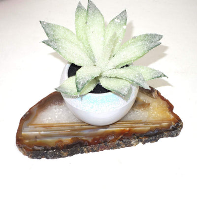 agate slice with a plant on it