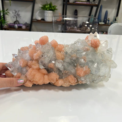 Large zeolite cluster with apophyllite and peach stillbite crystals on a white table with a woman's hand.