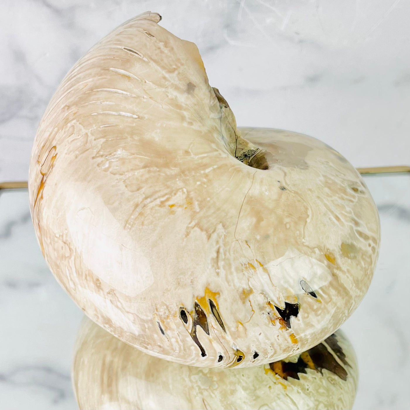 Back side view of Polished Ammonite Fossil, on mirror