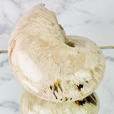 Back side view of Polished Ammonite Fossil, on mirror