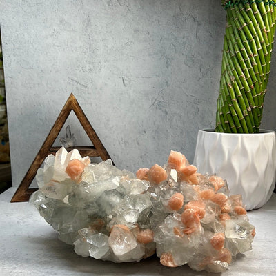 Large zeolite cluster with apophyllite and peach stillbite crystals on a gray background with a plant and other props.