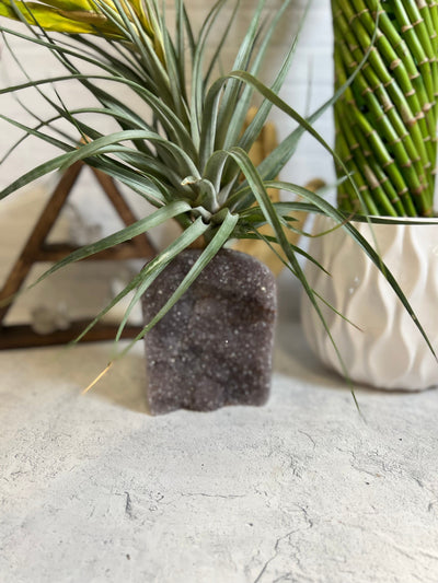 Amethyst cut base air plant holder pictured with a plant inside and on a light colored cement background.