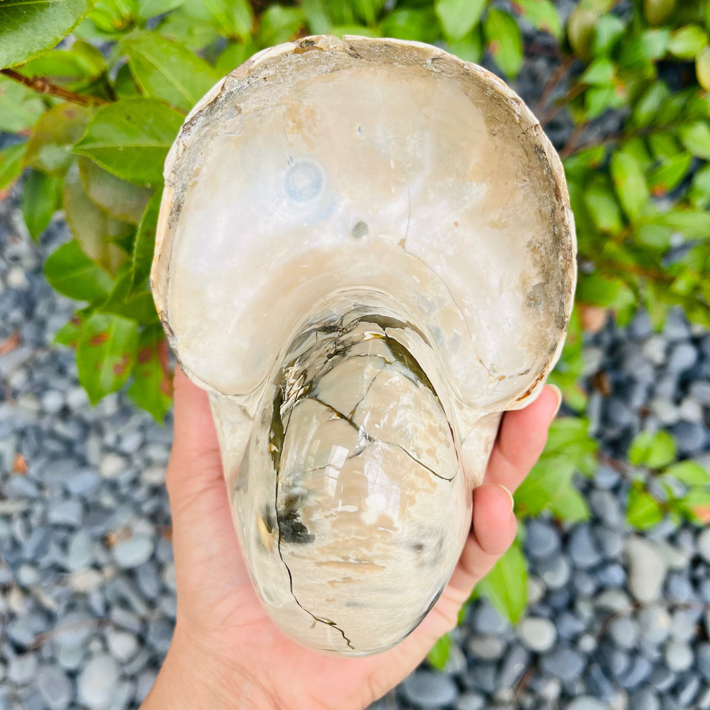 Bottom view of Polished Ammonite Fossil in hand