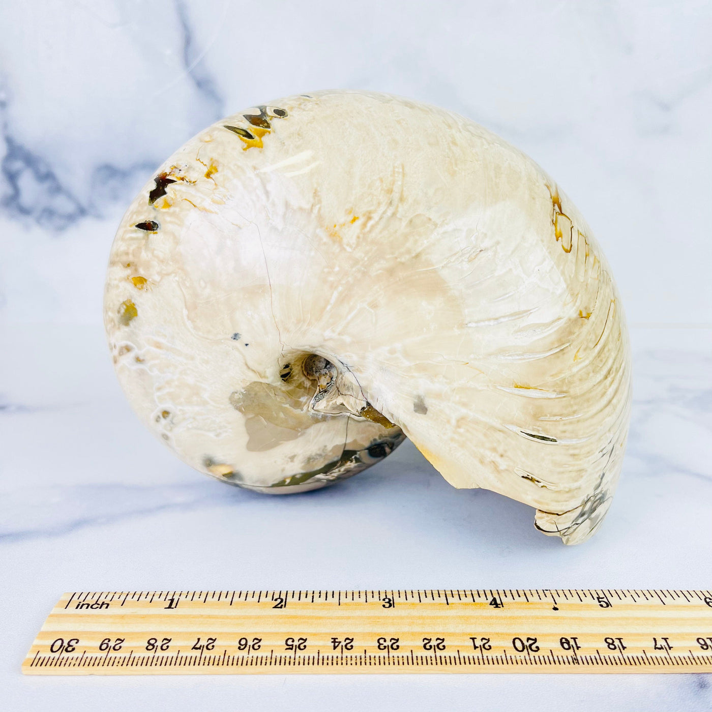 View of Polished Ammonite Fossil facing downward on flat surface, pictured next to a ruler for size reference