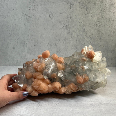 Large zeolite cluster with apophyllite and peach stillbite crystals on a gray background with a woman's hand.