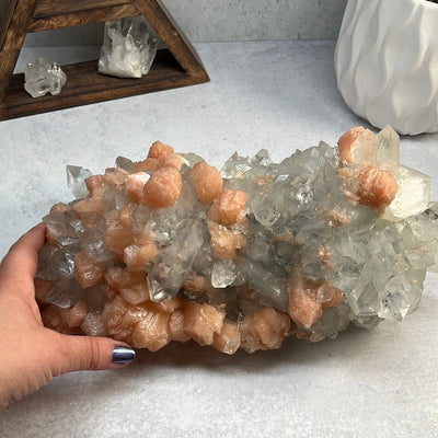 Large zeolite cluster with apophyllite and peach stillbite crystals on a gray background and a woman's hand.