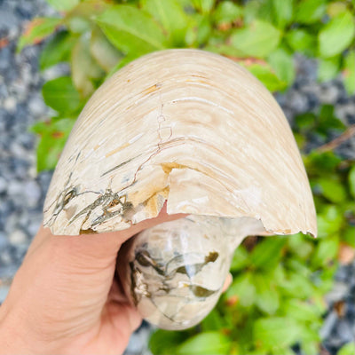 Side view of Polished Ammonite Fossil in hand