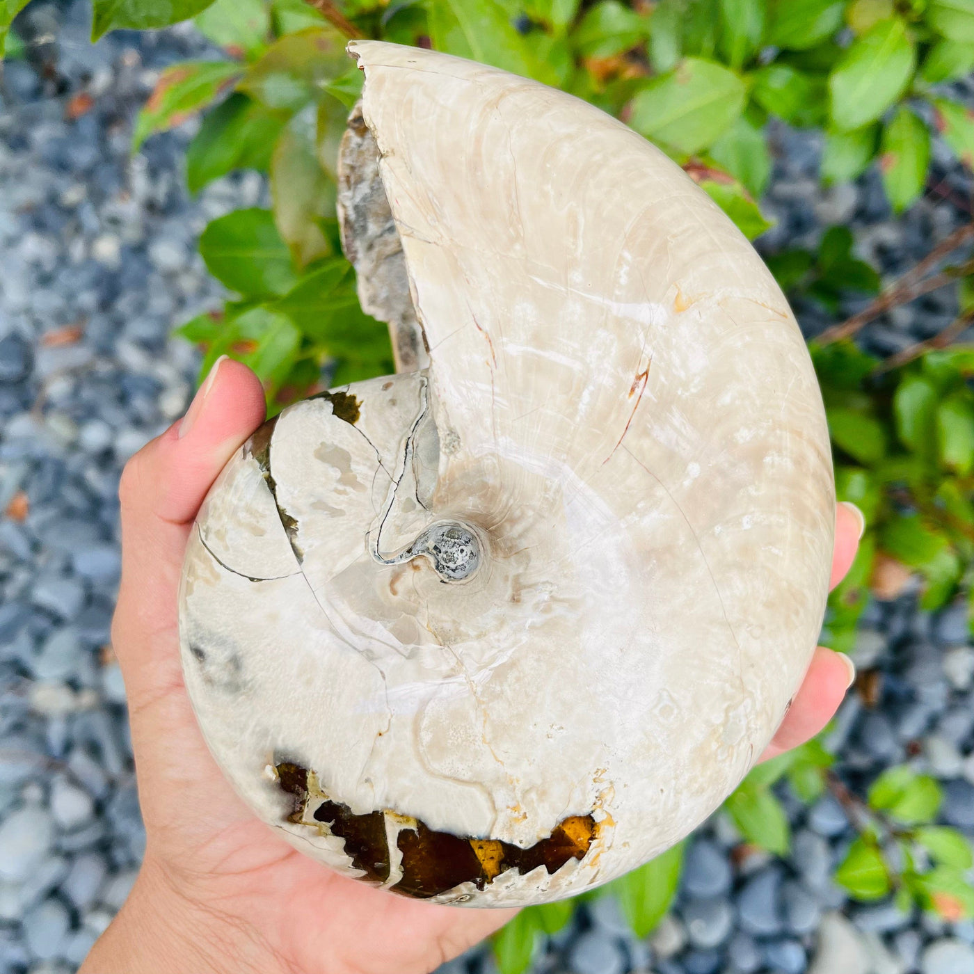 Left side view of Polished Ammonite Fossil in hand