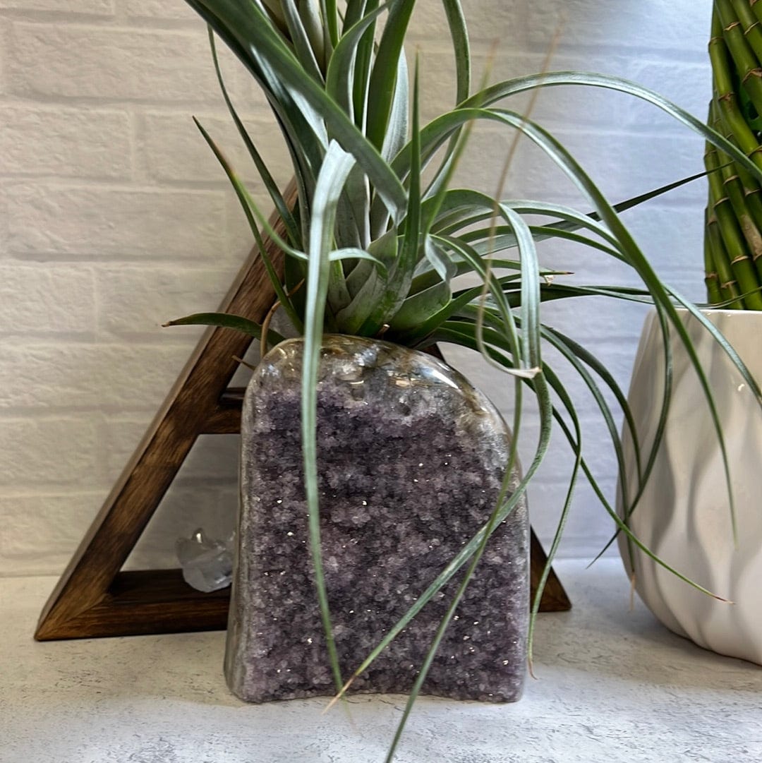 Amethyst cut base cluster plant holder with a plant inside the drilled hole on the top.