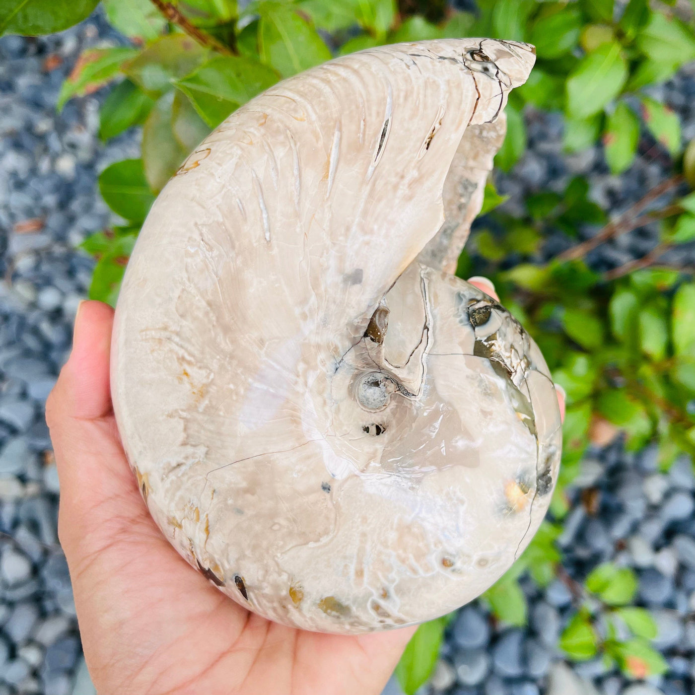 Right side view of Polished Ammonite Fossil in hand