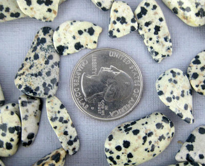 dalmatian jasper chips surrounding a quarter for size reference