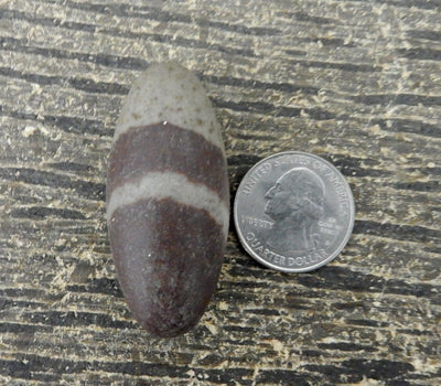 lingam stone next to a quarter for size reference