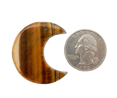 Tigers Eye Half Crescent Moon - Drilled displayed next to a quarter for size reference.
