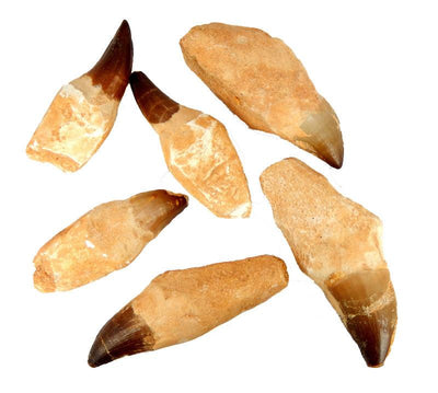 multiple mosasaurs fossilized teeth displayed to show the differences in the sizes  