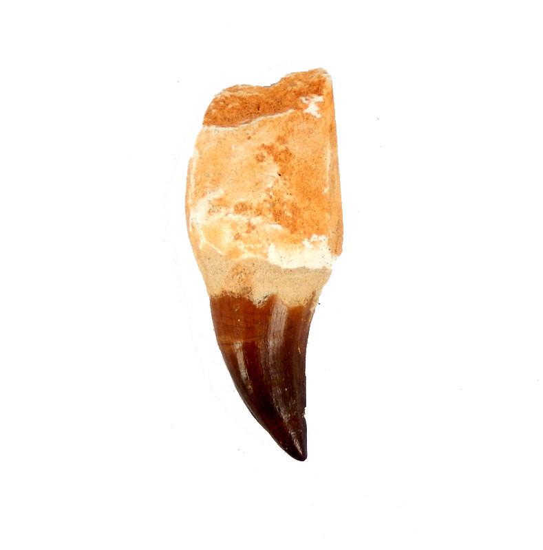 close up of one of the fossilized tooth 