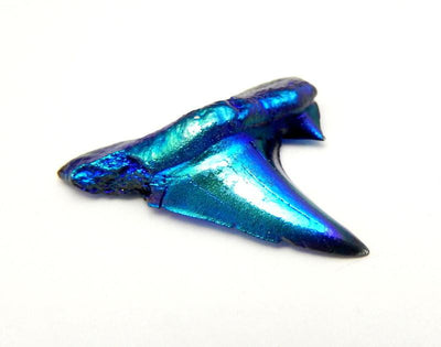 Mystic Blue Titanium Shark Tooth  on a taable