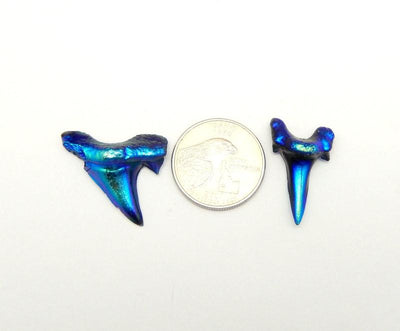 Mystic Blue Titanium Shark Tooth  - 2 next to a quarter