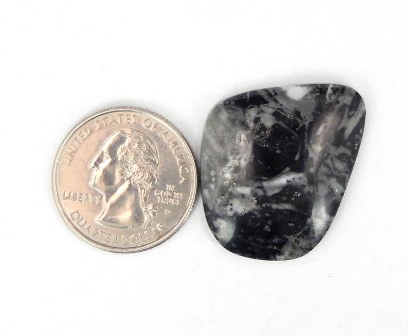 orthoceras cabochon next to a quarter for size reference