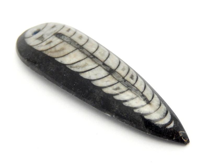 Orthoceras - Orthoceras Teardrop Fossil Drop Bead - Top Drilled Bead (RK2B17-09)