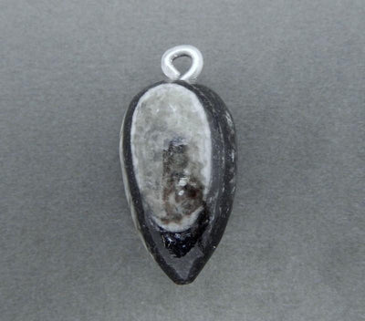 Orthoceras - Orthoceras Teardrop Fossil Drop Pendant With Silver Tone Bail  - one close up