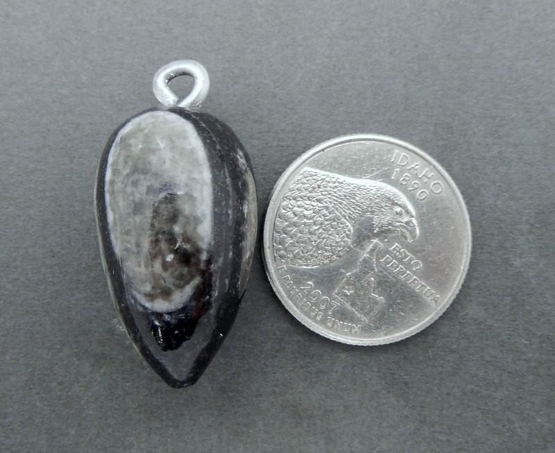 Orthoceras Teardrop Fossil Drop Pendant with Silver Tone Bail next to a quarter