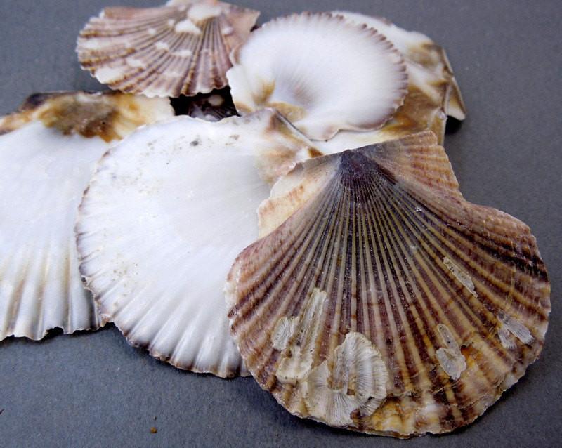 Pecten Pyxidata Whole Shells close up front view in shades of brown 