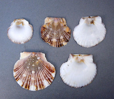 Pecten Pyxidata Whole Shells in different sizes top view 