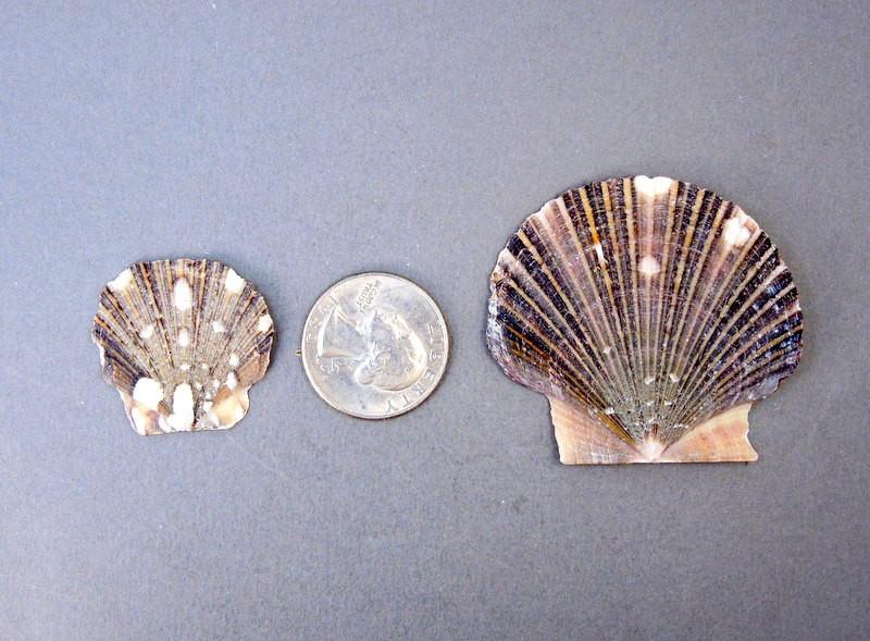 Small and large Pecten Pyxidata Whole Shells next to quarter for size comparison