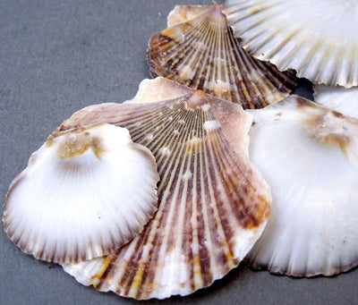 Pecten Pyxidata Whole shells piled on top of each other