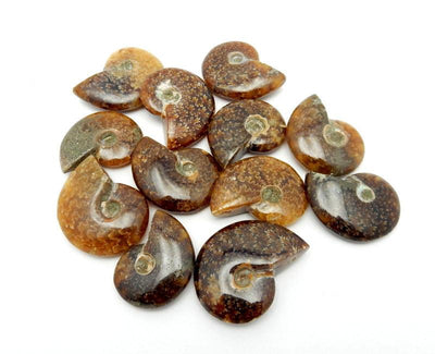 Petite Ammonite Whole Polished Fossil in a pile top view