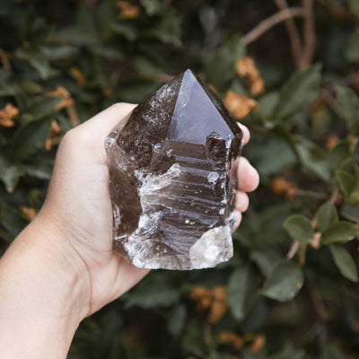 Hand holding up  Smokey Quartz Semi Polished Point with plants in the background