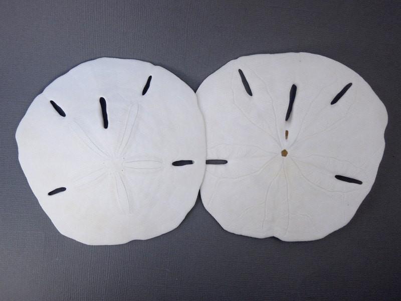 keyhole sand dollars on display for possible variations
