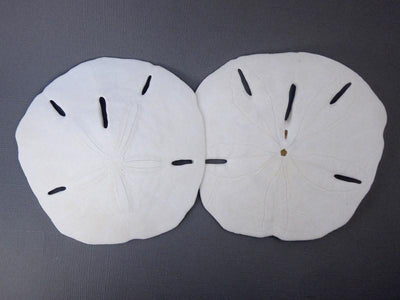 keyhole sand dollars on display for possible variations