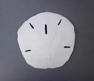 keyhole sand dollar on display for possible details