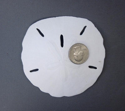keyhole sand dollar with quarter for size reference