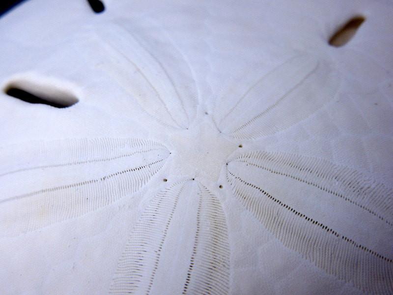 close up of keyhole sand dollar for details