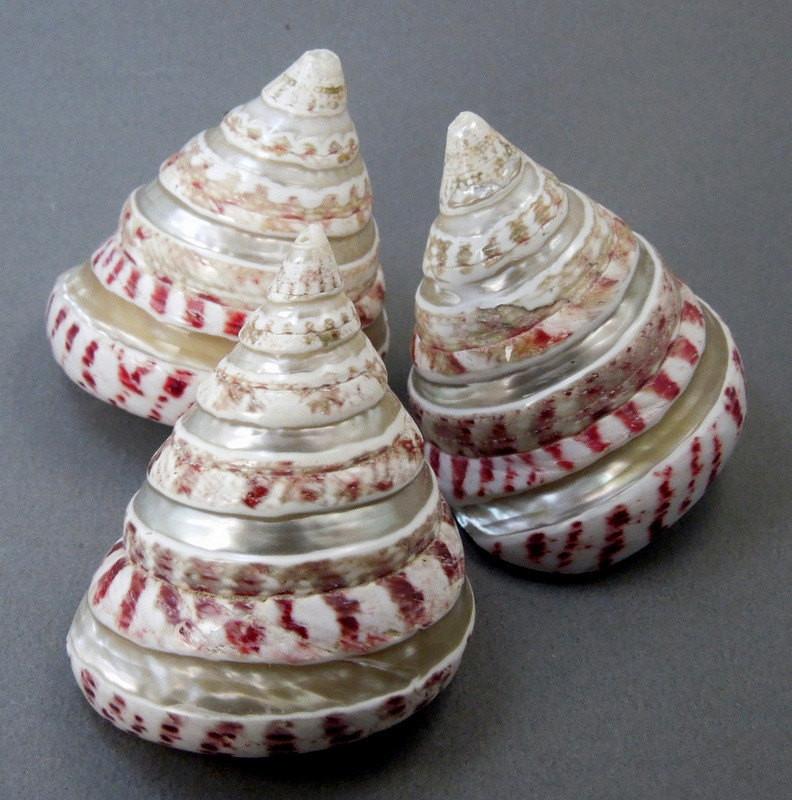 strawberry top banded sea shells on display for possible variations