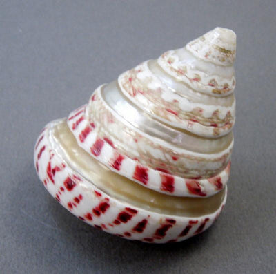 close up of strawberry top banded sea shells on display for possible details
