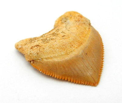 Shark tooth fossil charm displayed side view to show thickness