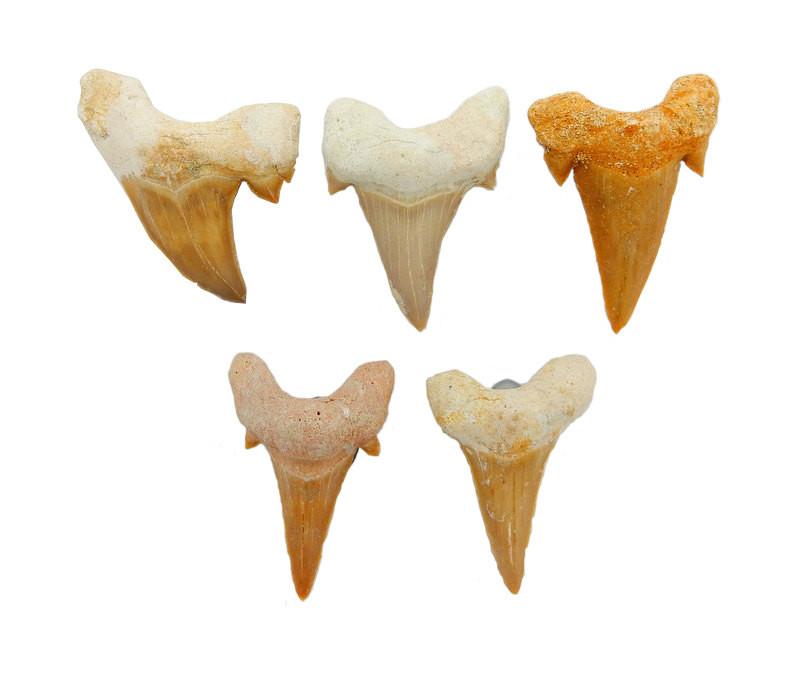 five shark teeth with magnet on white background for possible variations