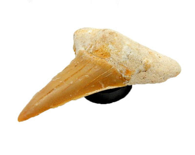 angled view of shark teeth with magnet for thickness