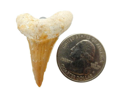 shark tooth with magnet with quarter for size reference