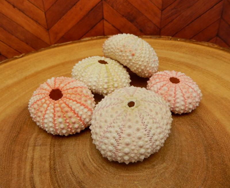 sea urchin shells on display for possible variations