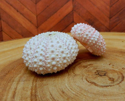 sea urchin shells on display