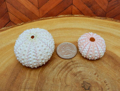 sea urchin shells with quarter for size reference