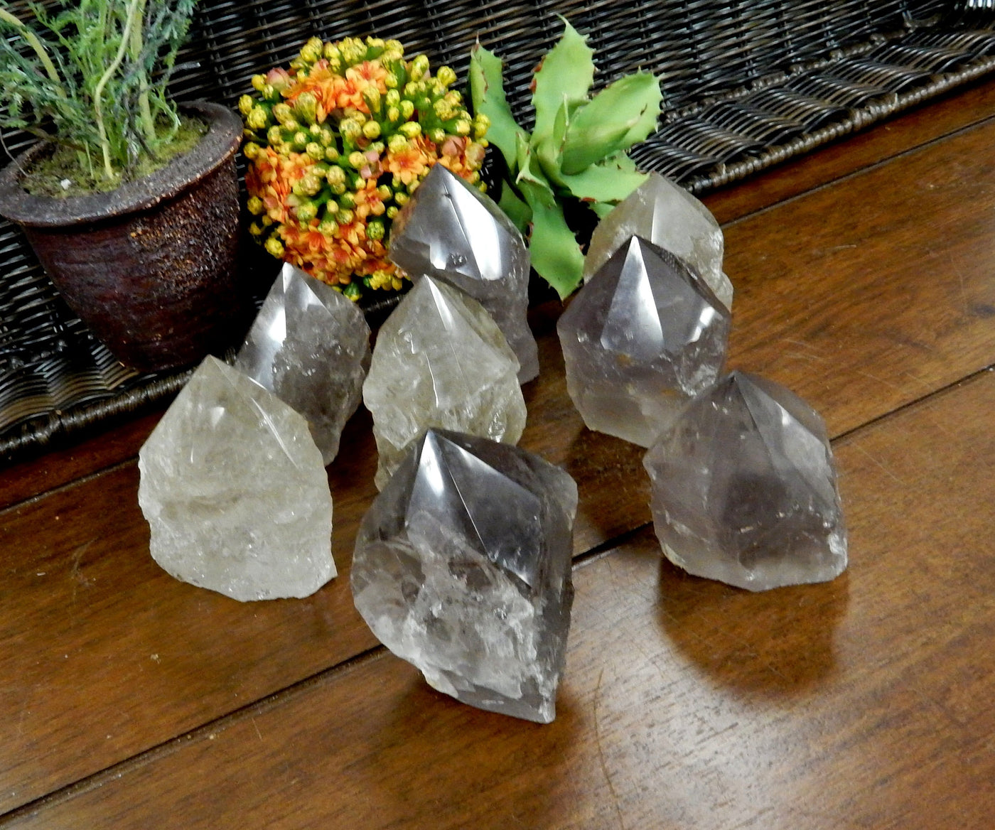 8  Smokey Quartz Semi Polished Points on wooden table with plants in the background