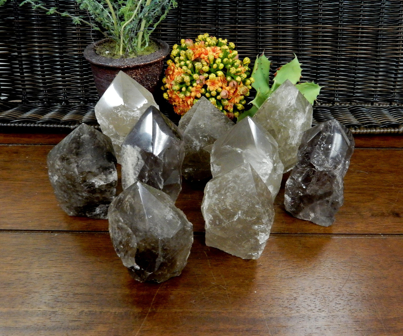 10  Smokey Quartz Semi Polished Points on wooden table with plants in the background