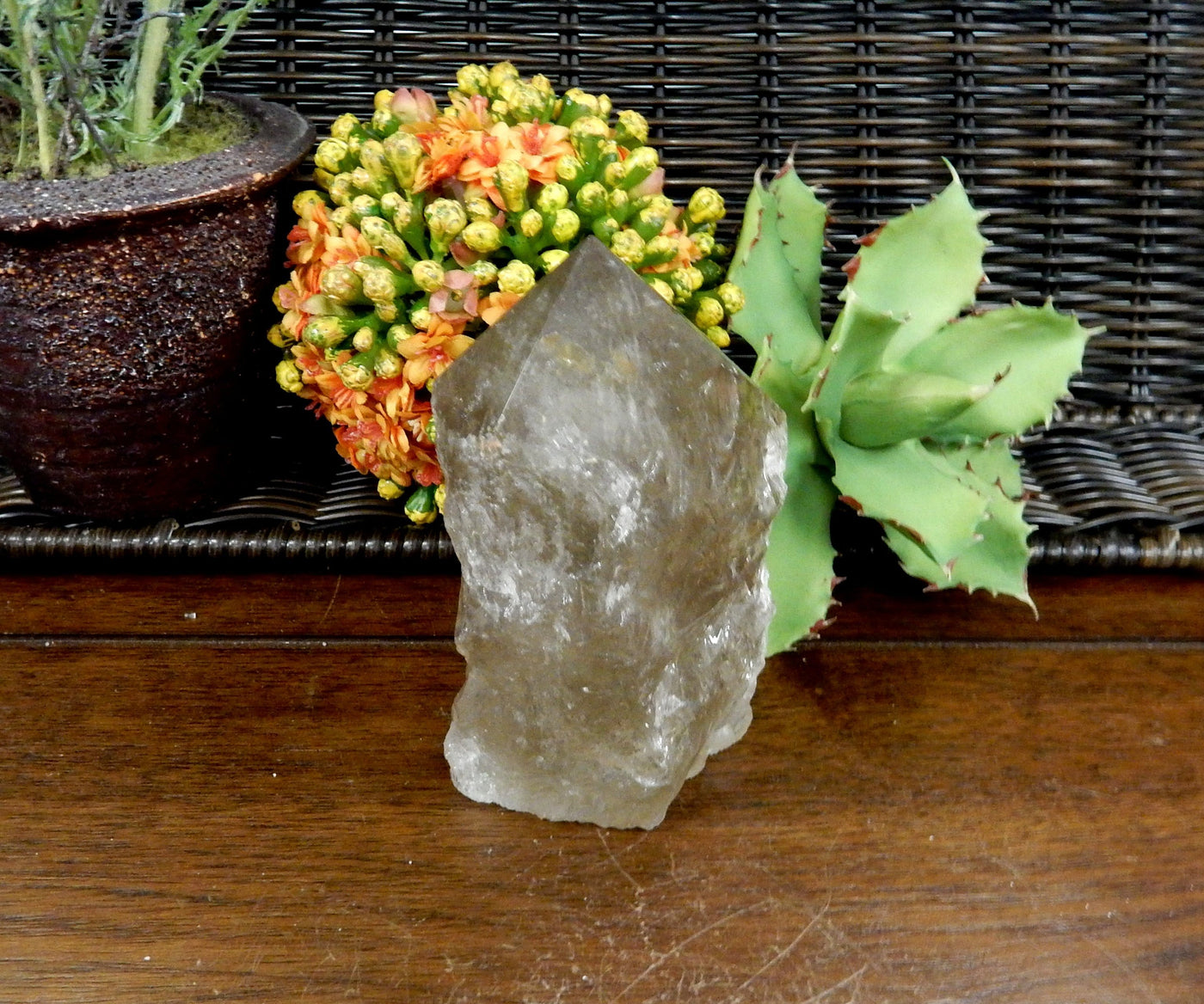  Smokey Quartz Semi Polished Point on wooden table with plants in the background