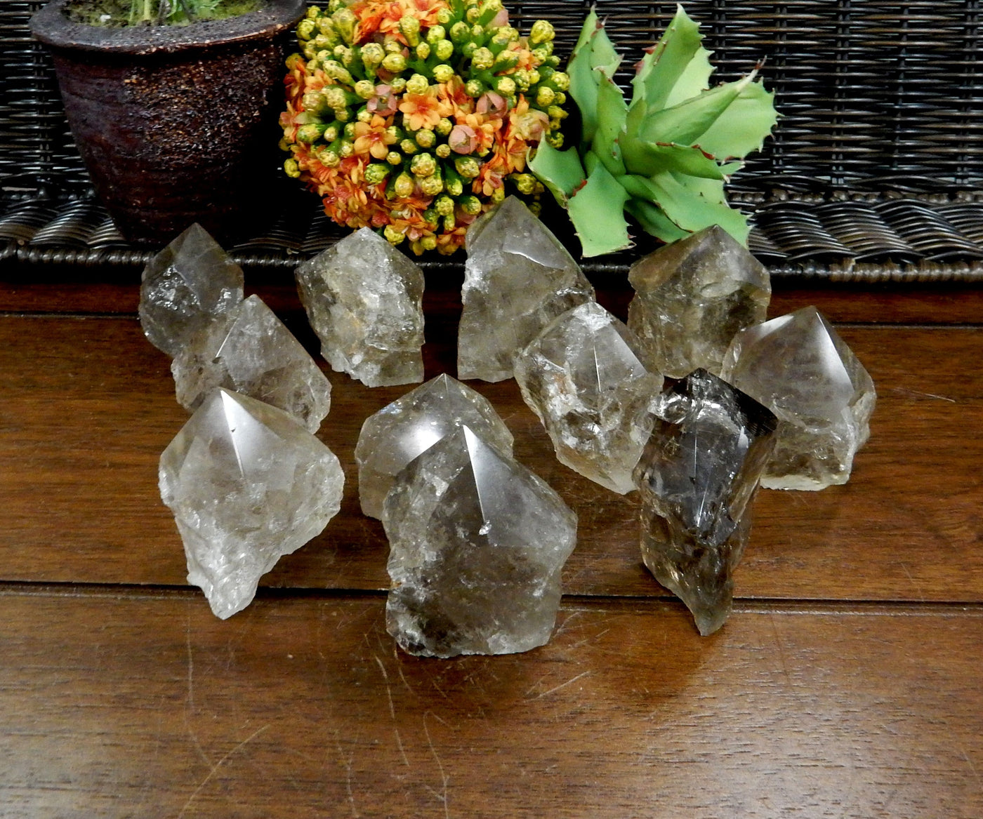 11  Smokey Quartz Semi Polished Points on wooden table with plants in the background