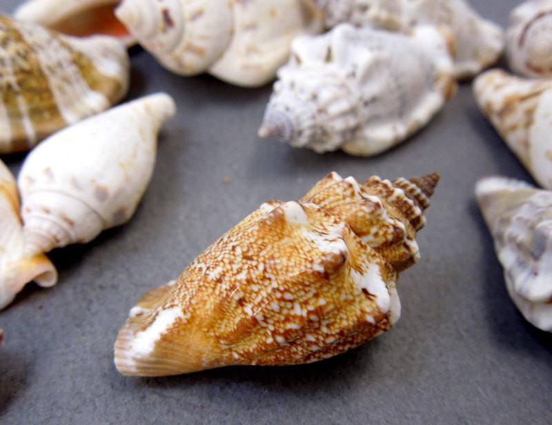 up close of Strombus sea snail shells to show details of patterns and colors